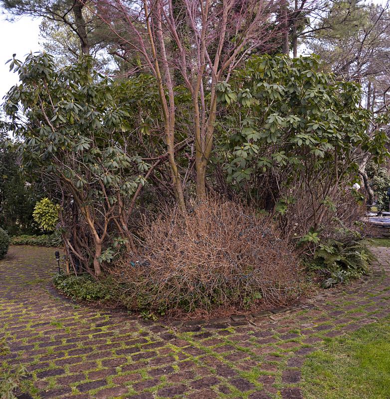 Structuring your garden for winter as well as summer can create a sculptural effect.